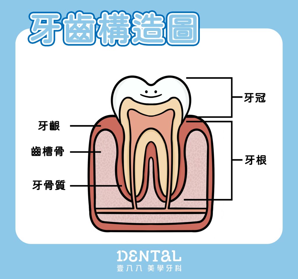 牙齒構造圖