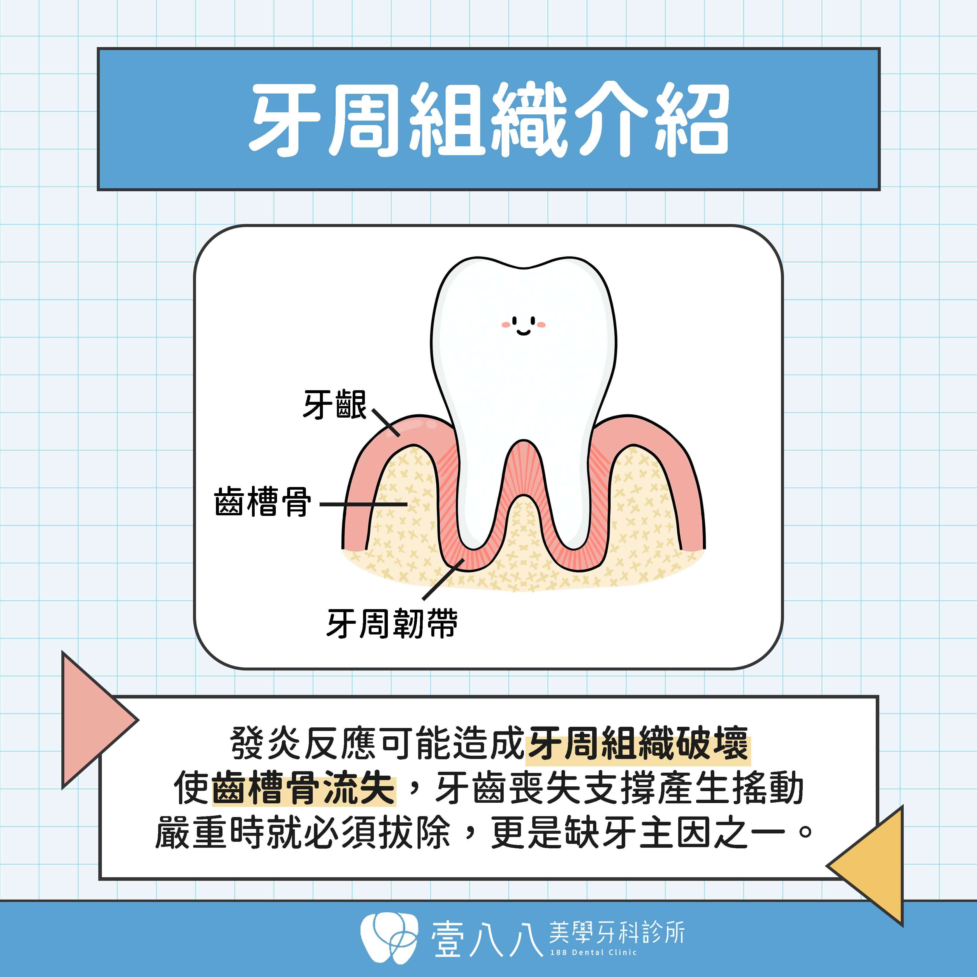 牙周病網頁 牙周組織介紹